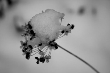 Photography titled "Snow Covered Seeds" by Cheryl Townsend, Original Artwork
