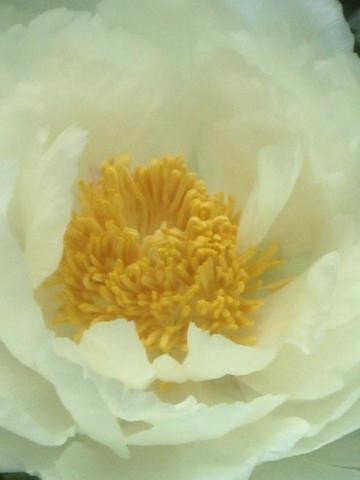 Photography titled "Peony 4" by Cheryl Townsend, Original Artwork