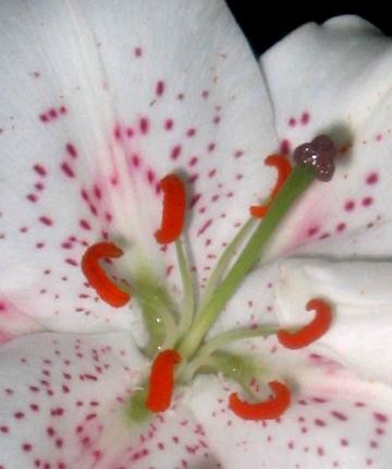 Photography titled "White & Reddish Lily" by Cheryl Townsend, Original Artwork