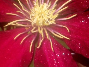 Photography titled "Clematis" by Cheryl Townsend, Original Artwork