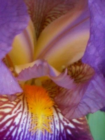 Photography titled "Iris With Tongue" by Cheryl Townsend, Original Artwork