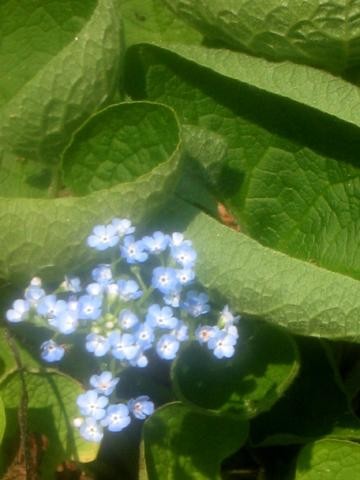 Photography titled "Forget-me-nots" by Cheryl Townsend, Original Artwork