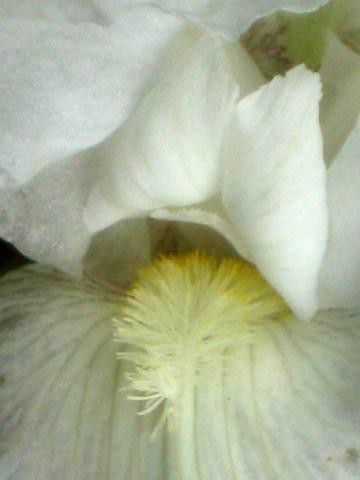 Photography titled "White Iris" by Cheryl Townsend, Original Artwork
