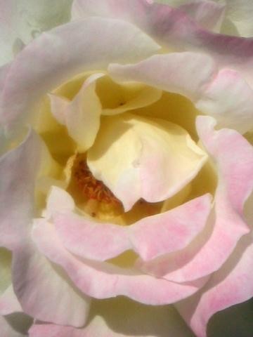 Photography titled "White Rose" by Cheryl Townsend, Original Artwork