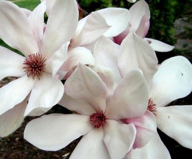 Photography titled "Magnolia Blooms" by Cheryl Townsend, Original Artwork