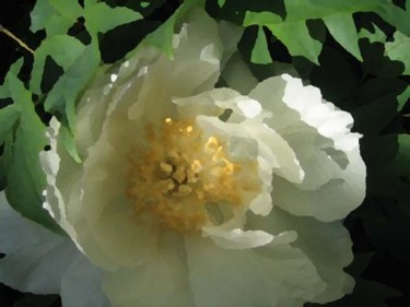 Photography titled "03 Peony 2" by Cheryl Townsend, Original Artwork