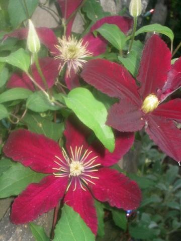 Photography titled "Clematis Grouping" by Cheryl Townsend, Original Artwork