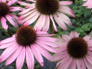 Photography titled "Echinacea" by Cheryl Townsend, Original Artwork