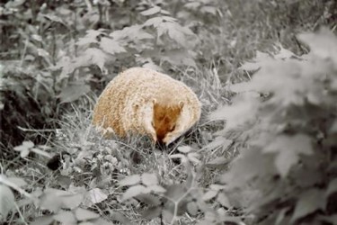 Photography titled "Groundhog" by Cheryl Townsend, Original Artwork