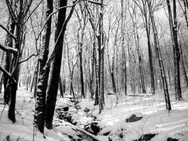 Photography titled "Snowy Woods" by Cheryl Townsend, Original Artwork
