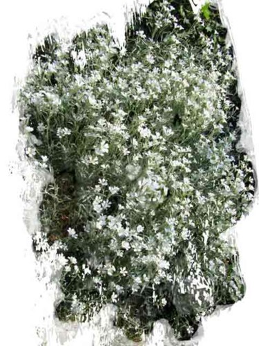Photographie intitulée "little white flowers" par Richard Raveen Chester, Œuvre d'art originale