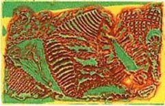 Gravures & estampes intitulée "Le Fossile" par Richard Raveen Chester, Œuvre d'art originale, Gravure