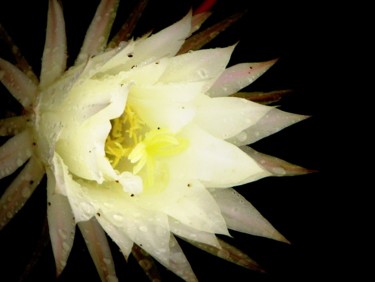 Photographie intitulée "cactus" par Mu, Œuvre d'art originale