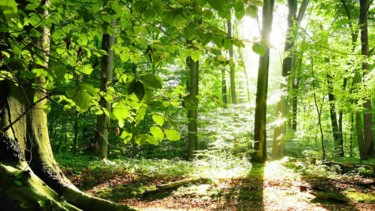 Fotografie mit dem Titel "*Forest*" von Chez Seraphine, Original-Kunstwerk, Digitale Fotografie