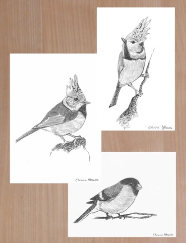 Drawing titled "Studio di uccelli" by Chiara Albanesi, Original Artwork, Ballpoint pen