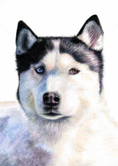 Картина под названием "Husky Blue" - Arts & Dogs, Подлинное произведение искусства, Масло