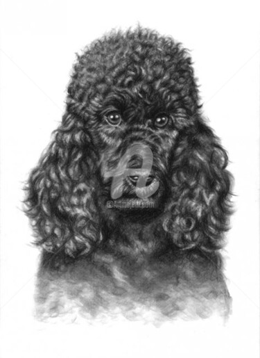 Schilderij getiteld "Poodle Portrait" door Arts & Dogs, Origineel Kunstwerk, Olie