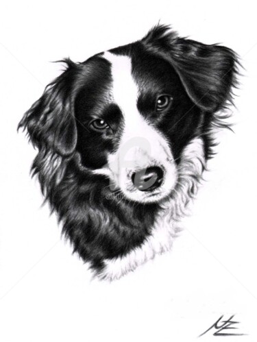 Painting titled "Border Collie Portr…" by Arts & Dogs, Original Artwork