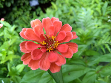 Fotografía titulada "Pink Flower" por China Alicia Rivera, Obra de arte original