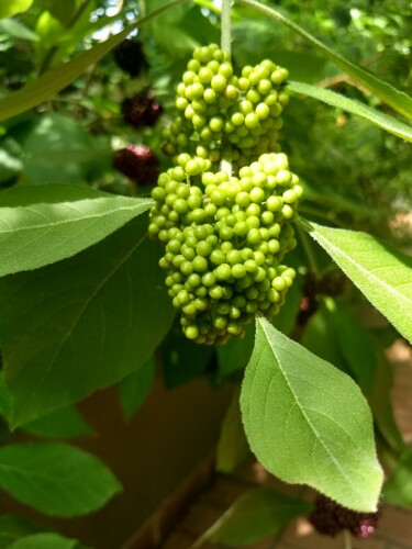 Photography titled "Green Berries" by China Alicia Rivera, Original Artwork, Non Manipulated Photography