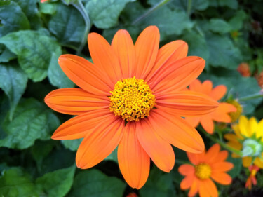Fotografia zatytułowany „Orange Flower” autorstwa China Alicia Rivera, Oryginalna praca