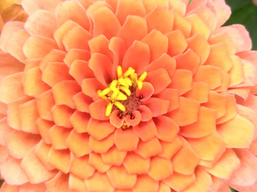 Photography titled "Orange Flower 002" by China Alicia Rivera, Original Artwork, Non Manipulated Photography