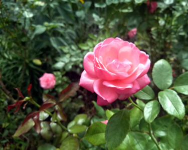 Photography titled "Pink Rose" by China Alicia Rivera, Original Artwork, Non Manipulated Photography