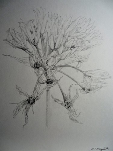 Disegno intitolato "Fiore di nira selva…" da Chinami Miyata, Opera d'arte originale, Matita