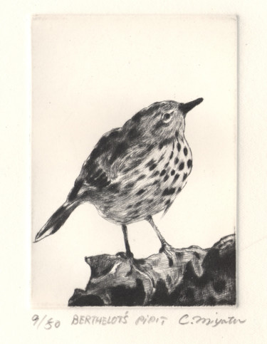 Printmaking titled ""BERTHELOT'S PIPIT"" by Chinami Miyata, Original Artwork, Engraving