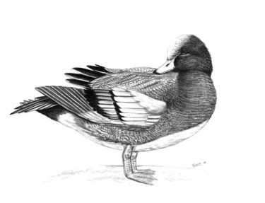 Dessin intitulée "Eurasian wigeon" par Chloe Yzoard, Œuvre d'art originale, Autre