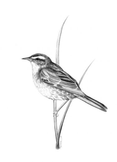Drawing titled "Sedge warbler" by Chloe Yzoard, Original Artwork, Other