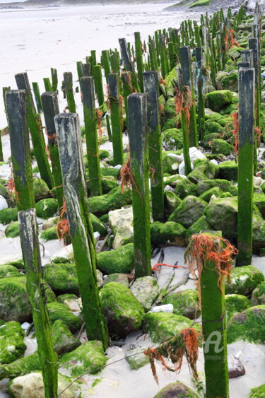 Photographie intitulée "parc à moules.jpg" par Virginie Chloupek, Œuvre d'art originale