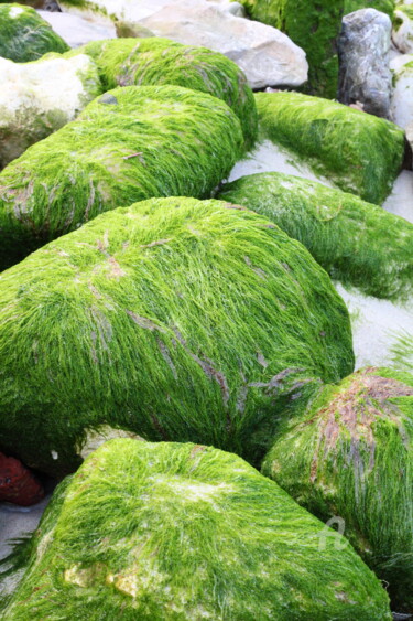 Photographie intitulée "roche-algues.jpg" par Virginie Chloupek, Œuvre d'art originale
