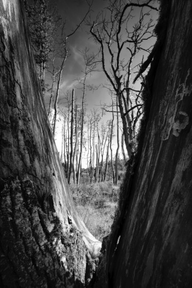 Photographie intitulée "Lost trees" par Christian Schwarz, Œuvre d'art originale, Photographie numérique