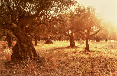 Fotografia zatytułowany „Greece olives” autorstwa Chris Van Moorsel, Oryginalna praca, Fotografia filmowa