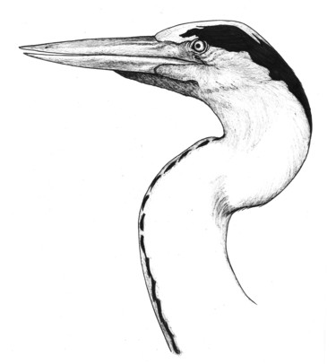 Drawing titled "heron.jpeg" by Charles Rastoul, Original Artwork