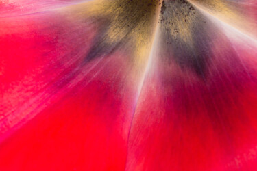 Fotografie mit dem Titel "Tulpenblätter Abstr…" von Chris Schäfer, Original-Kunstwerk, Digitale Fotografie