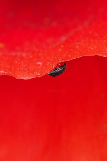 Photographie intitulée "Le rouge et le noir" par Christophe Sécher, Œuvre d'art originale, Photographie numérique