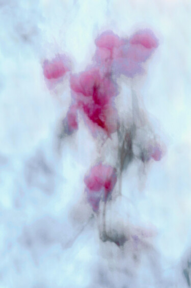 Fotografie mit dem Titel "Sang de l'hiver" von Christophe Sécher, Original-Kunstwerk, Digitale Fotografie