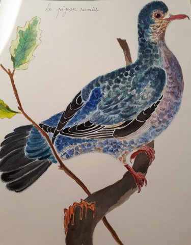 Painting titled "le pigeon ramier" by Chris Texier, Original Artwork, Watercolor