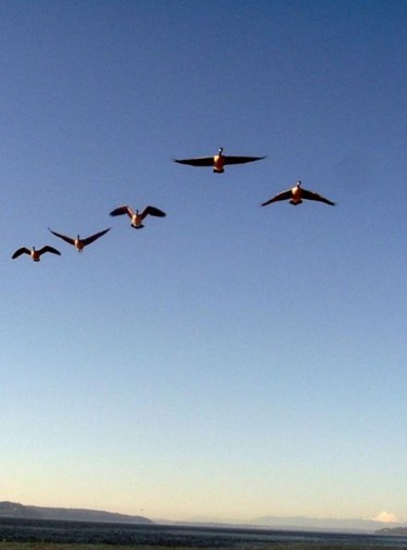 Photography titled "birds in flight" by Chris Lee, Original Artwork