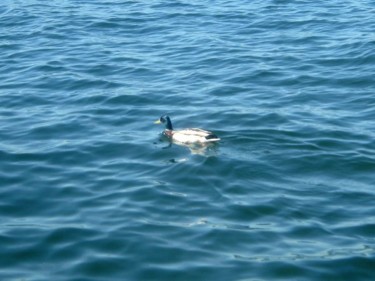 Photography titled "duck on blue lake" by Chris Lee, Original Artwork