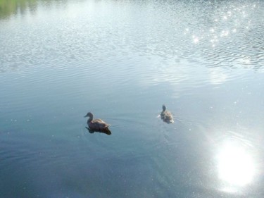 Photography titled "ducks on pond" by Chris Lee, Original Artwork