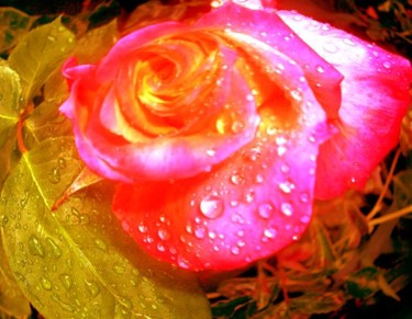 Photography titled "pink and gold rose" by Chris Lee, Original Artwork