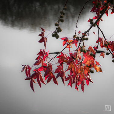 REFLET D'AUTOMNE N°15 Photographie intitulée "REFLET D'AUTOMNE N°…" par Chris Lenoire, Œuvre d'art originale, Photographie non manipulée