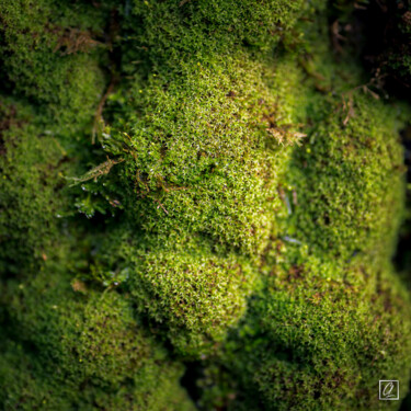 REFLET D'AUTOMNE N°12 Photographie intitulée "REFLET D'AUTOMNE N°…" par Chris Lenoire, Œuvre d'art originale, Photographie non manipulée