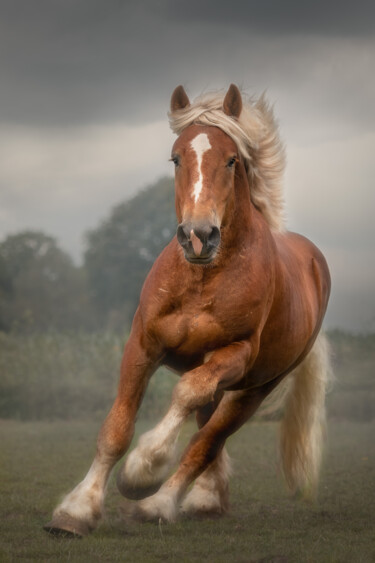 Fotografía titulada "Blondy" por Christa Merk, Obra de arte original, Fotografía digital