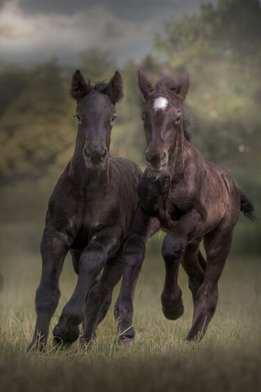 Fotografie getiteld "Drafthorse foals" door Christa Merk, Origineel Kunstwerk, Digitale fotografie