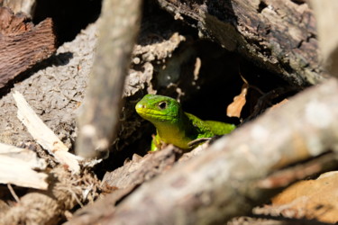 Fotografia intitolato "Lézard Vert" da Christac, Opera d'arte originale, Fotografia digitale