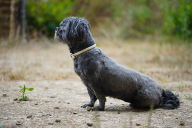 Photographie intitulée "Bastet Canine" par Christac, Œuvre d'art originale, Photographie numérique